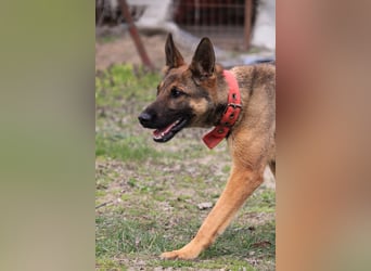 Ajax-Bezaubernde Schäfermix-Dame sucht ihre Familie!