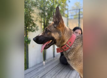Ajax-Bezaubernde Schäfermix-Dame sucht ihre Familie!