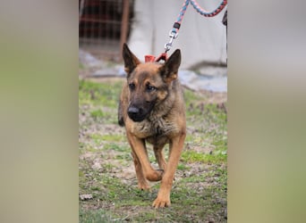 Ajax-Bezaubernde Schäfermix-Dame sucht ihre Familie!