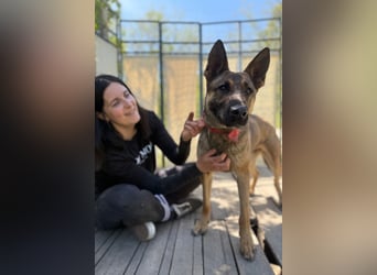 Ajax-Bezaubernde Schäfermix-Dame sucht ihre Familie!