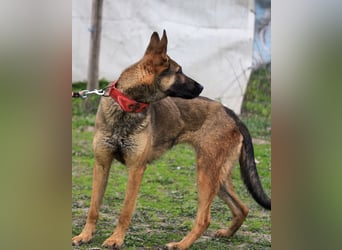 Ajax-Bezaubernde Schäfermix-Dame sucht ihre Familie!