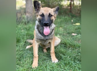 Manci -Junge Hündin sucht aktive Menschen und ganz viel Abenteuer!