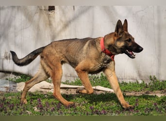 Ajax-Bezaubernde Schäfermix-Dame sucht ihre Familie!