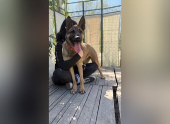 Ajax-Bezaubernde Schäfermix-Dame sucht ihre Familie!