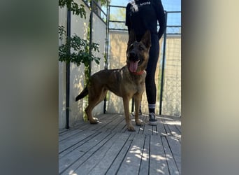 Ajax-Bezaubernde Schäfermix-Dame sucht ihre Familie!