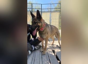 Ajax-Bezaubernde Schäfermix-Dame sucht ihre Familie!