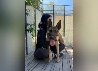 Ajax-Bezaubernde Schäfermix-Dame sucht ihre Familie!