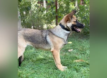 Manci -Junge Hündin sucht aktive Menschen und ganz viel Abenteuer!