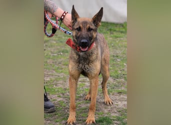 Ajax-Bezaubernde Schäfermix-Dame sucht ihre Familie!