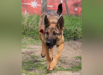 Ajax-Bezaubernde Schäfermix-Dame sucht ihre Familie!