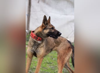 Ajax-Bezaubernde Schäfermix-Dame sucht ihre Familie!