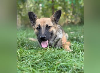 Manci -Junge Hündin sucht aktive Menschen und ganz viel Abenteuer!