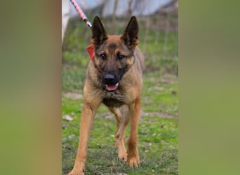 Ajax-Bezaubernde Schäfermix-Dame sucht ihre Familie!