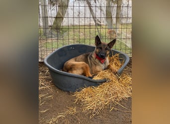 Ajax-Bezaubernde Schäfermix-Dame sucht ihre Familie!
