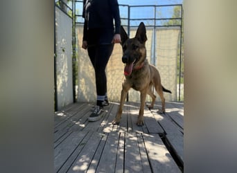 Ajax-Bezaubernde Schäfermix-Dame sucht ihre Familie!