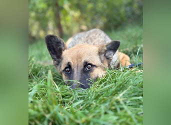 Manci -Junge Hündin sucht aktive Menschen und ganz viel Abenteuer!