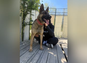 Ajax-Bezaubernde Schäfermix-Dame sucht ihre Familie!