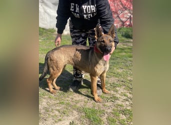 Ajax-Bezaubernde Schäfermix-Dame sucht ihre Familie!