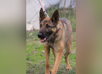 Ajax-Bezaubernde Schäfermix-Dame sucht ihre Familie!
