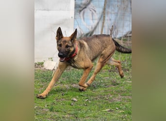 Ajax-Bezaubernde Schäfermix-Dame sucht ihre Familie!