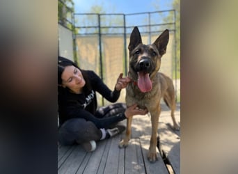 Ajax-Bezaubernde Schäfermix-Dame sucht ihre Familie!