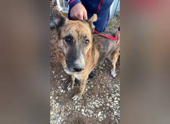 Angus - Notfall in Deutschland