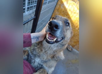 Angus - Notfall in Deutschland