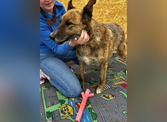 Angus - Notfall in Deutschland