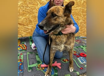 Angus - Notfall in Deutschland