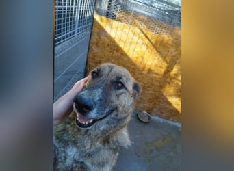 Angus - Notfall in Deutschland