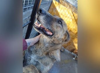 Angus - Notfall in Deutschland