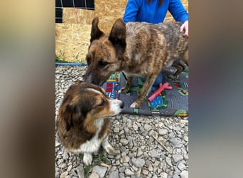 Angus - Notfall in Deutschland