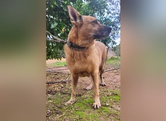 Lisa-Notfall! Einschläferung droht.  Auch Ps möglich