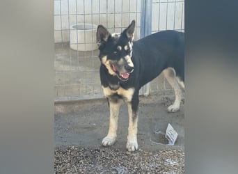 Leia, ein Herz voller Dankbarkeit