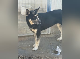 Leia, ein Herz voller Dankbarkeit