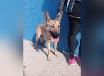 Aria, katzenfreundlich und sehr lieb