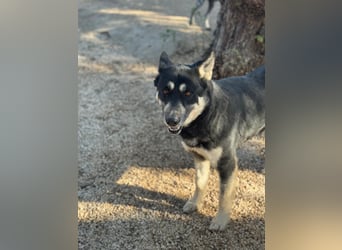 Leia, ein Herz voller Dankbarkeit