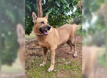 Lisa, menschenbezogen und verspielt