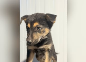 Nougat, wild frech und wunderbar