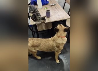 Aria, katzenfreundlich und sehr lieb