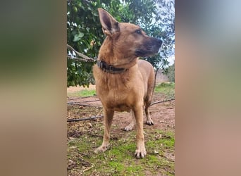 Lisa, absoluter Notfall! Katzenverträglich