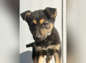 Nougat, wild frech und wunderbar