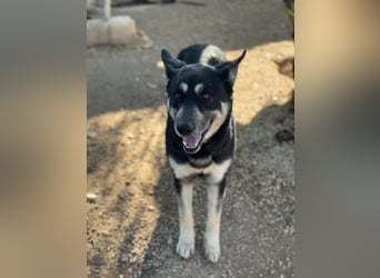 Leia, ein Herz voller Dankbarkeit