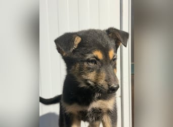 Nougat, wild frech und wunderbar