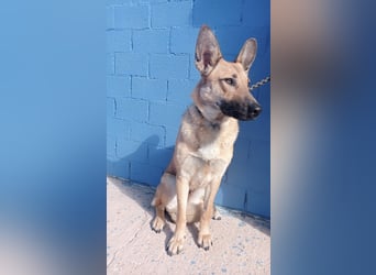 Aria, katzenfreundlich und sehr lieb