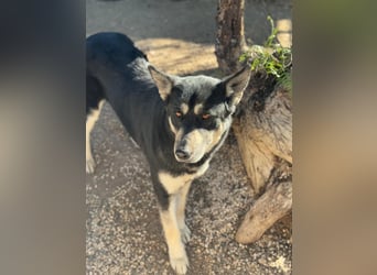 Leia, ein Herz voller Dankbarkeit