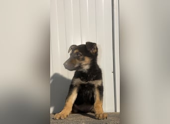 Nougat, wild frech und wunderbar