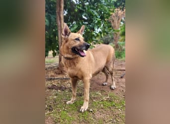 Lisa, absoluter Notfall! Katzenverträglich