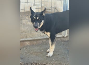 Leia, ein Herz voller Dankbarkeit