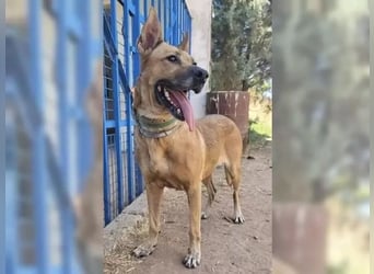 Lisa-Notfall! Einschläferung droht.  Auch Ps möglich